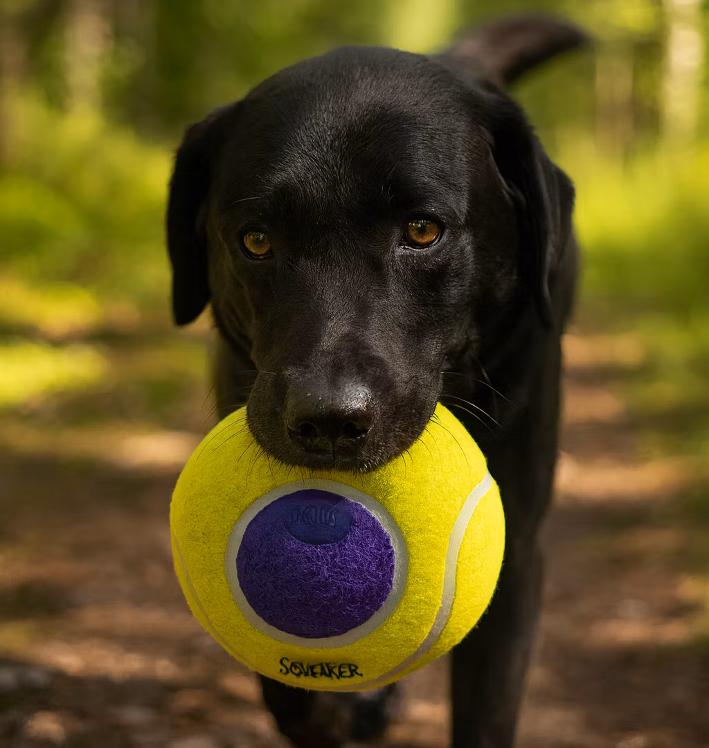 KONG AirDog Squeaker Saucer Flerfärgad M/L 23cm