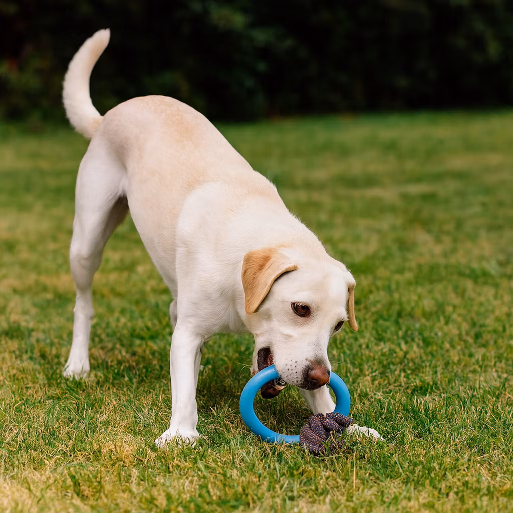 Hundleksak med rep Beco large