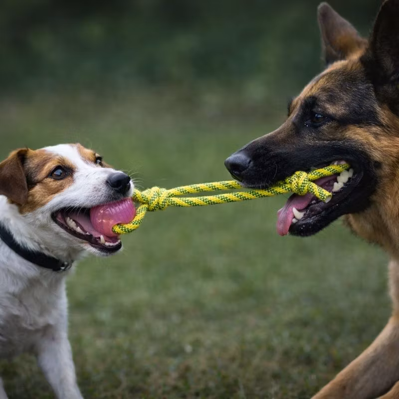 Aqua Toy rep med boll, flyt., poly./TPR, ø 6 × 40 cm