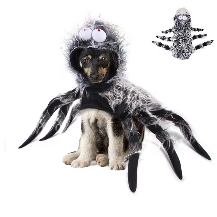 Spindeldräkt för Hund Halloweenkostym - L